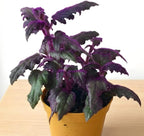 2 Purple Passion Plant Live Indoor Plant, 4-8 Inch Tall, 2 Rooted Plants Per Pot, Low Maintenance Tropical Velvet Vine for Bright Indirect Light