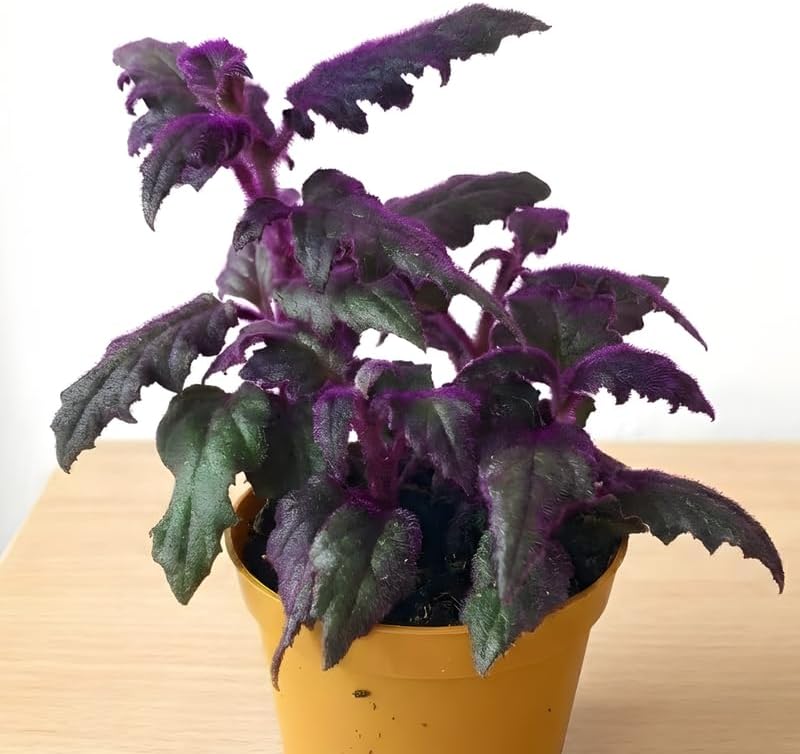 2 Purple Passion Plant Live Indoor Plant, 4-8 Inch Tall, 2 Rooted Plants Per Pot, Low Maintenance Tropical Velvet Vine for Bright Indirect Light