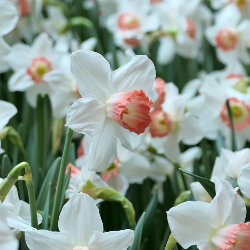 10 Mixed Daffodil Bulbs for Planting, Easy to Grow, Low Maintenance Double Daffodil Bulbs, Long Lasting Blooms for Outdoor Garden