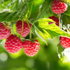 Red Raspberry Bushes Live Plant, 7 Inch Tall Bare Root Seedling, Rubus Idaeus Edible Berry Shrub, Summer Fruiting Plant for Backyard and Garden