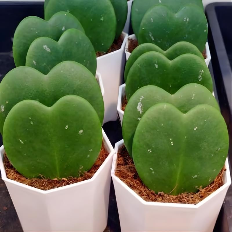 Hoya Kerrii Plant Live, 2" Potted Plant, Easy Care Indoor Greenery, Heart Foliage for Home Decor and Small Spaces
