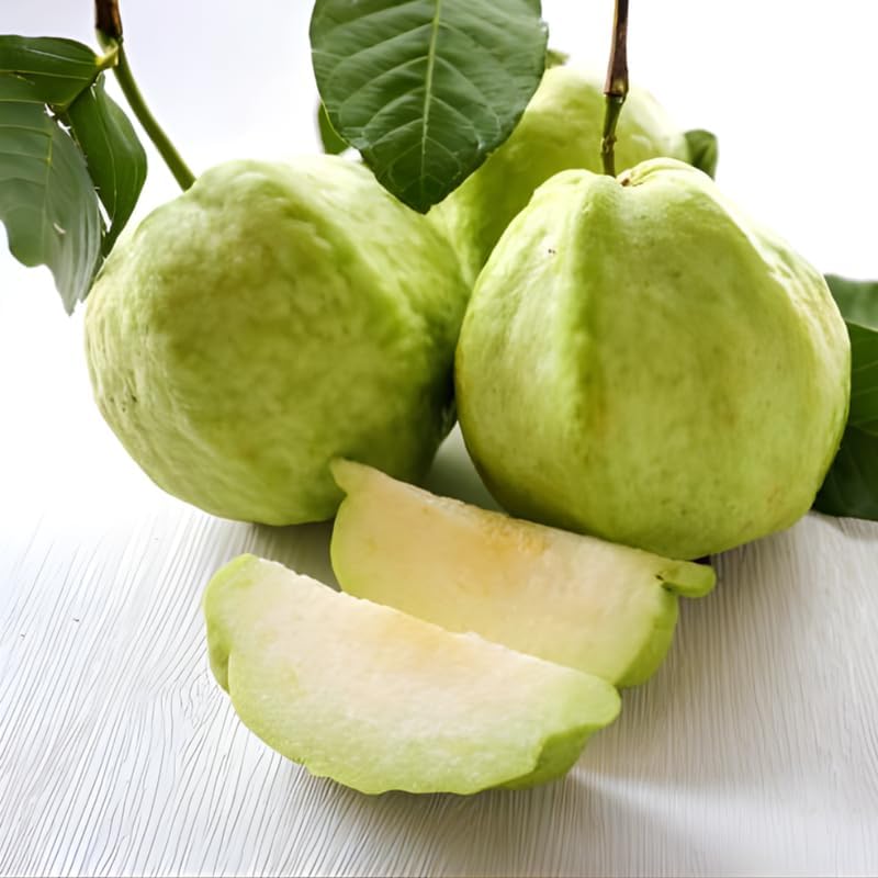 (No Ship to CA,HI,AK) Guava Plants Live for Planting - Thai White Guava Tree, 2-3 Foot Tall Potted Plant, 3 Gallon Size, Easy Care Tropical Greenery, Fruit Tree for Home Landscapes