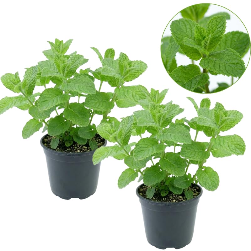2 Chocolate Mint Plants, 3-Inch Pot, Mint Plants Live, Fast Growing Aromatic Perennial for Modern Landscape and Herb Gardening