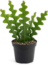 Fishbone Cactus (RIC Rac Cactus) Live Plant in 3" Pot | Unique Fish Bone Patterned Foliage | Easy-Care Indoor Tropical Houseplant | Great for Home Décor