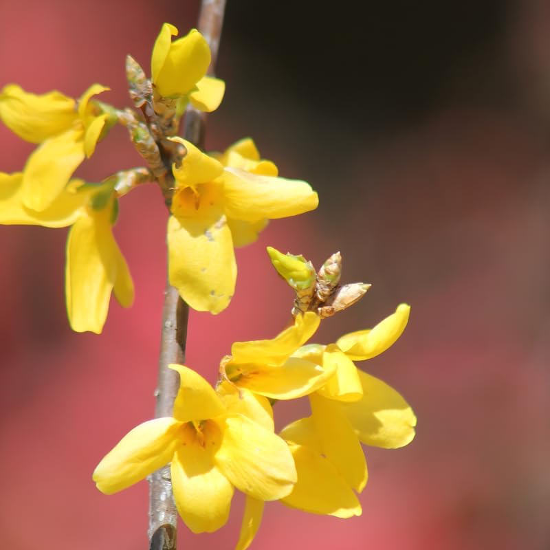 2 Forsythia Live Plants | Forsythia Bush Shrubs for Outdoor Planting | 1–2 Feet Tall Well-Established Plants | Ideal for Hedges, Borders, and Landscape Use