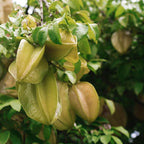 (No Ship to CA,HI,AK) Sweet Starfruit Live Plant, 3 Gallon Pot, Potted Tropical Fruit Tree Starter for Backyard and Large Containers