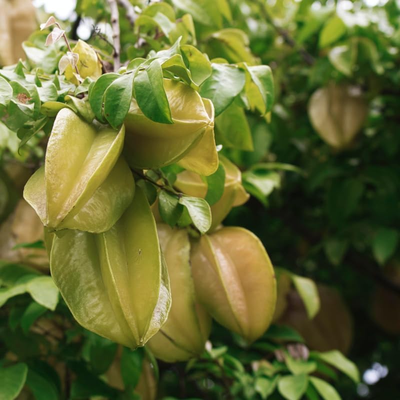 (No Ship to CA,HI,AK) Sweet Starfruit Live Plant, 3 Gallon Pot, Potted Tropical Fruit Tree Starter for Backyard and Large Containers