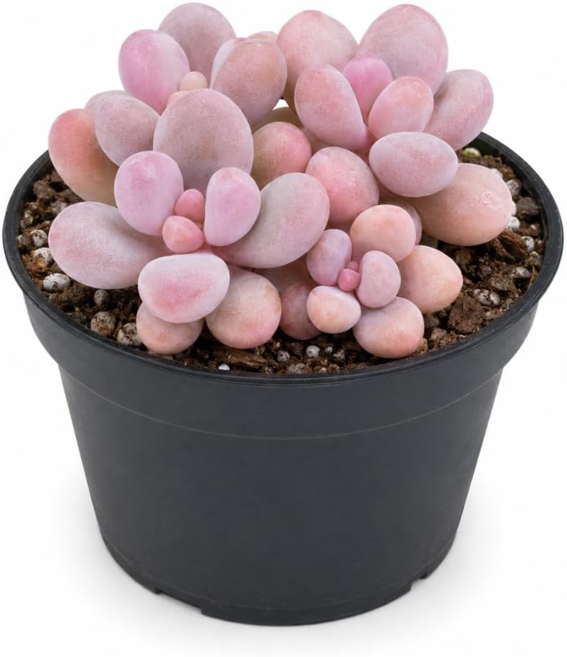 Pink Moonstone Succulent, 2 Inch Pot, Vigorous Pachyphytum Oviferum with Chubby Pastel Pink Leaves, Sturdy Low Maintenance Plant for Indoor Desks & Bright Windowsills