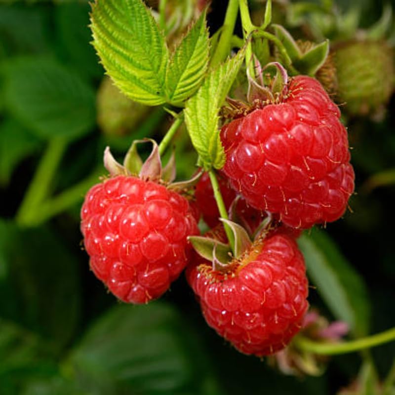 Red Raspberry Bushes Live Plant, 3 Inch Tall Bare Root Seedling, Rubus Idaeus Edible Berry Shrub, Summer Fruiting Plant for Backyard and Garden