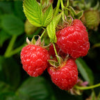 Red Raspberry Bushes Live Plant, 3 Inch Tall Bare Root Seedling, Rubus Idaeus Edible Berry Shrub, Summer Fruiting Plant for Backyard and Garden