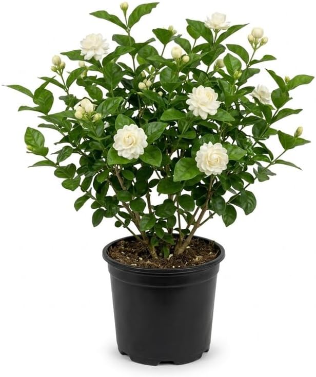 (No Ship to CA,HI,AK) Duke Jasmine Plant Live, 1 Gallon Pot, Low Maintenance Highly Fragrant Shrub for Homeowners, Sturdy Starter for Elegant Floral Displays