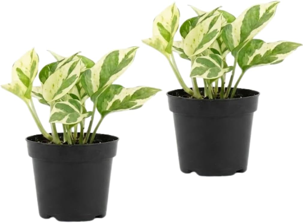 2 NJoy Pothos Live Plant, Live Pothos Plant in 2 Inch Pot, Easy to Grow Houseplant for Home Office Decor, Apartments and Beginner Growers