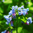 10 Virginia Bluebells Plants Roots, Easy to Grow Mertensia Virginica, Low Maintenance Bell-Shaped Blue Flowers for Shaded Landscaping