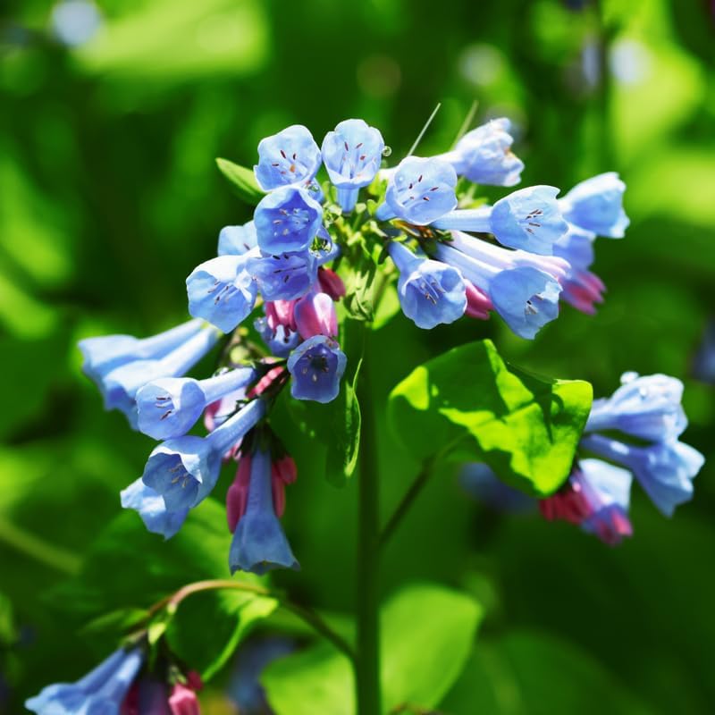 10 Virginia Bluebells Plants Roots, Easy to Grow Mertensia Virginica, Low Maintenance Bell-Shaped Blue Flowers for Shaded Landscaping