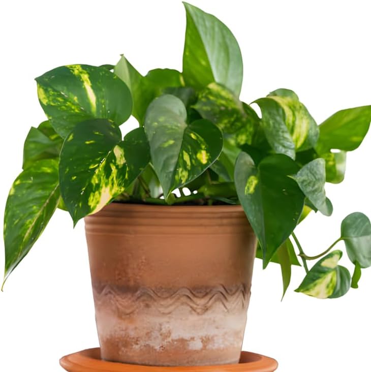 Golden Pothos Plant Live, 6 Inch Pot, Potted Ivy Plant Indoor, Long Trailing Vine for Home and Office Décor