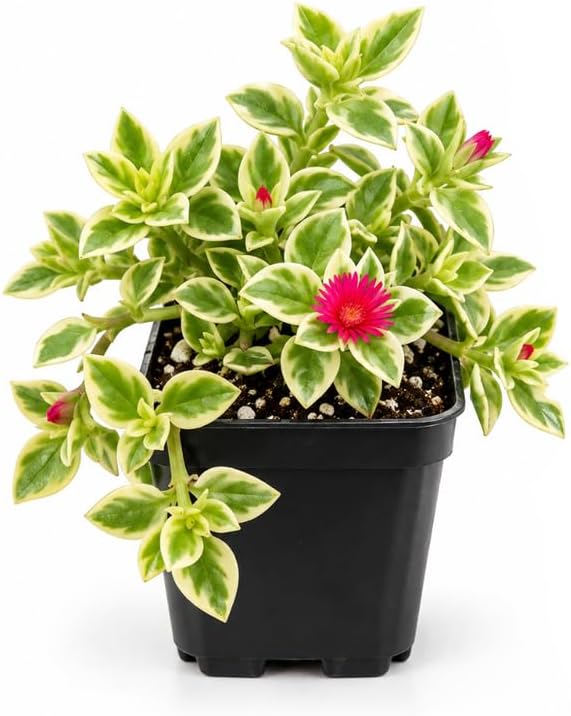 Variegated Baby Sun Rose Plant, 2 Inch Pot, Low Maintenance Succulent Groundcover for Patio and Landscape