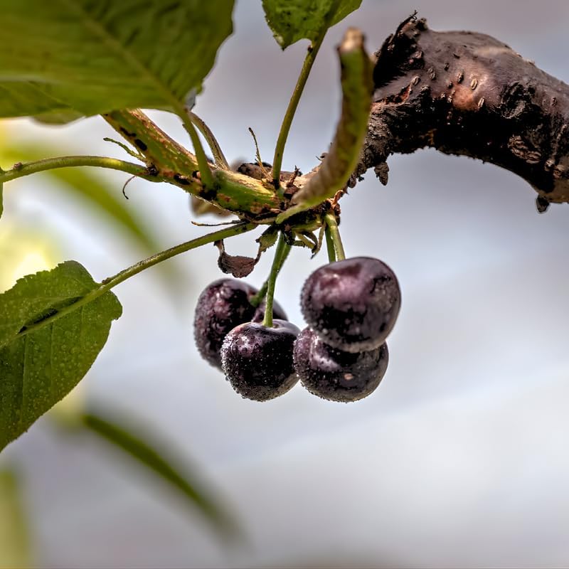 2 Black Cherry Tree Live Plants | Fruit Tree 6–12 Inches Tall | Suitable for Outdoor Garden, Backyard Planting & Landscape Use