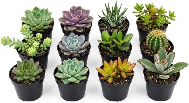 12 Succulents Assorted Succulent Plant Pack Collection, Live Mini Succulents Plants in 2 Inch Pot, Low Maintance, Perfect for Indoor Accent Décor, Minimalist Spaces & Gift Giving