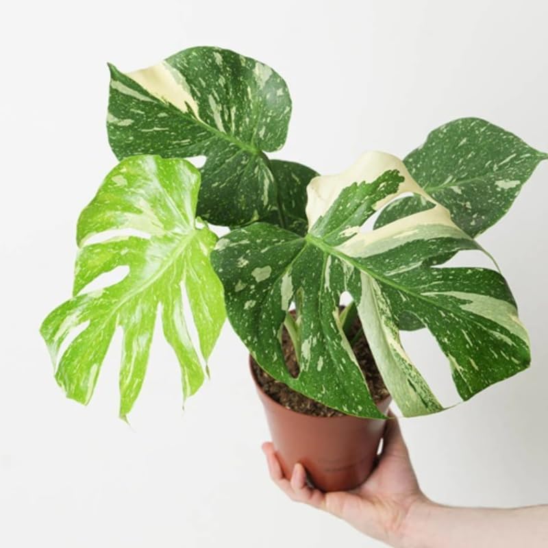 Thai Constellation Monstera Live Plant 4 Inch Tall | Variegated Monstera Plant Live with Creamy White Speckles for Indoor Home Décor
