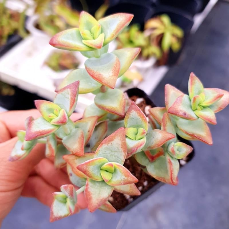 Baby’s Necklace Crassula Live Plant in 4" Inch Pot | Ruby-Tinged Trailing Succulent | Easy Grow Houseplant for Collections & Small Spaces