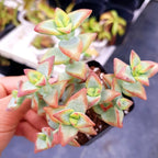 Baby’s Necklace Crassula Live Plant in 4" Inch Pot | Ruby-Tinged Trailing Succulent | Easy Grow Houseplant for Collections & Small Spaces