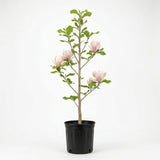 Saucer Magnolia Tree Live Plant, Well-Rooted 12-18" Potted Plant in Gallon Pot, Cold-Hardy Spring Blooming Tree for Sunny Patios and Landscapes