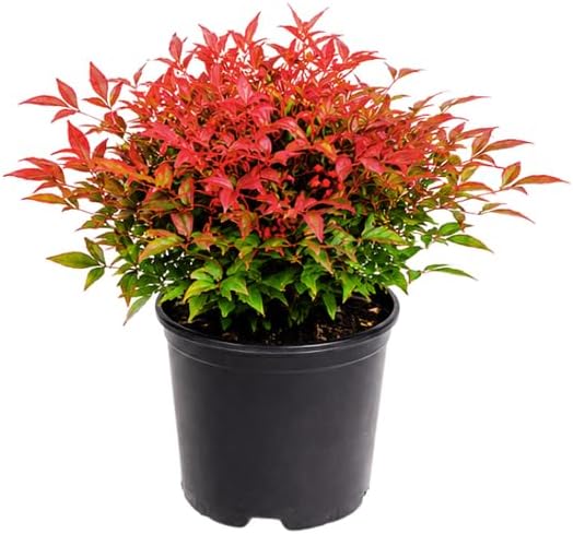 Firepower Dwarf Nandina Live Plant in 4" Pot, 4-8" Tall Nandina Plant, Easy Care, Vibrant Red Compact Evergreen Shrub for Borders & Outdoor Landscaping