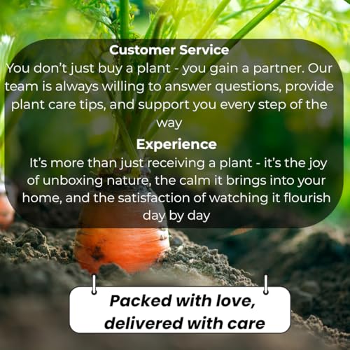 Belle of India Jasmine Plant Live | Size 4 to 5 Inch Tall | Housewarming Friendship Gifts for Women Best Friend Presents for Mom Birthday Gift for New Home