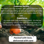 Belle of India Jasmine Plant Live | Size 4 to 5 Inch Tall | Housewarming Friendship Gifts for Women Best Friend Presents for Mom Birthday Gift for New Home