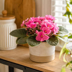 Pink African Violets Live Plant, 4-8" Tall African Violet Plant, Low Maintenance, Striking Velvet Leaves with Charming Pastel Blooms, for Home Décor & Gift