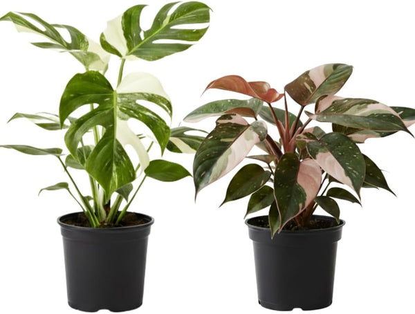 2 Thai Constellation Monstera Plant, Red Philodendron | 2 Collection Rare Houseplants| Size 4-6 Inc | Variegated Leaves Philodendron Plant | Unique Gift for Mom, Friend, Women, Her, Birthday Gifts
