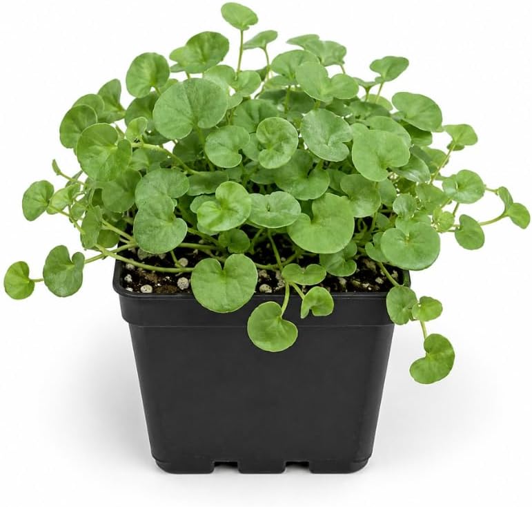 Green Falls Plant, 4 Inch Potted Dichondra Argentea, Low Maintenance Cascading Vine with Lush Green Foliage for Hanging Baskets
