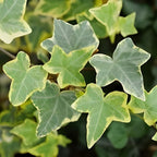 Gold Child Ivy Live Plant in 6 Inch Pot | Real English Ivy Plant | Trailing & Climbing Easy-Care Houseplant | English Ivy Live Plants for Home & Office Décor
