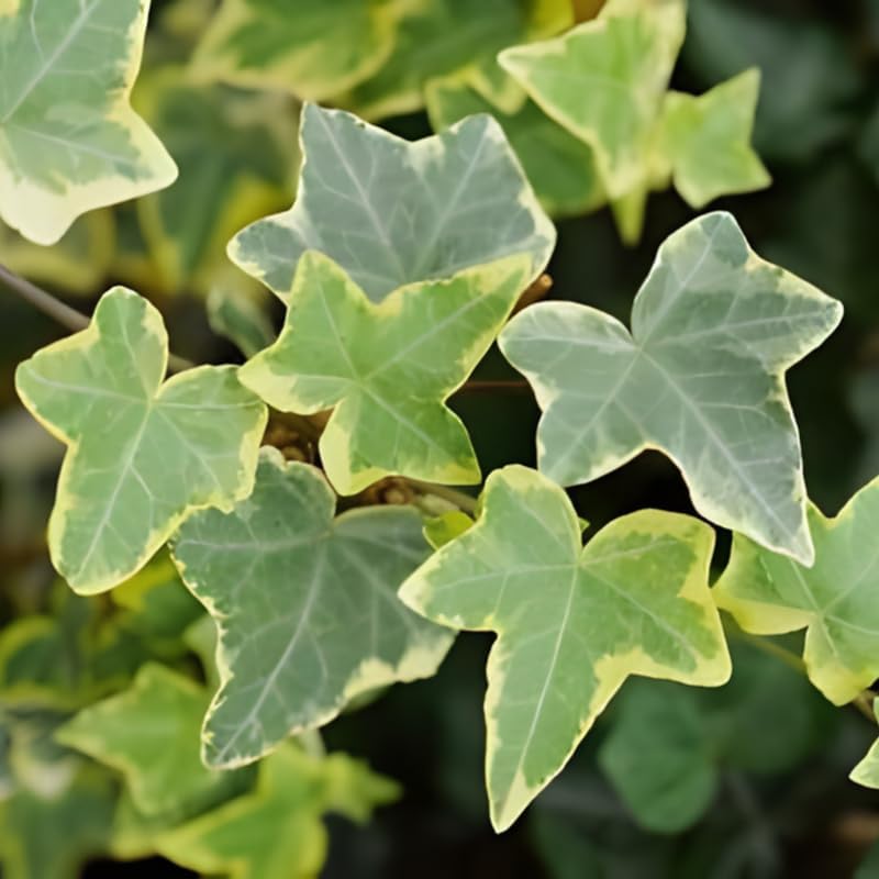 Gold Child Ivy Live Plant in 6 Inch Pot | Real English Ivy Plant | Trailing & Climbing Easy-Care Houseplant | English Ivy Live Plants for Home & Office Décor