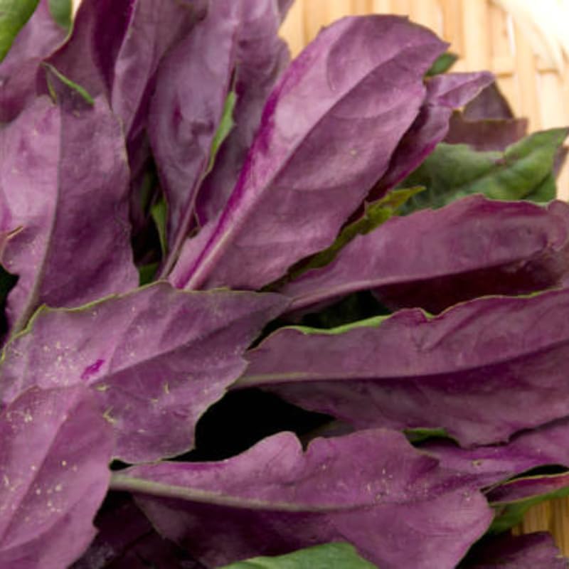 Okinawa Spinach Live Plant, 12-24 Inch Tall, Well-Rooted Bare Root Starter, Gynura Bicolor Edible Perennial for Home Garden and Pots