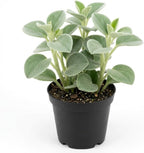Peperomia Incana Plant, 4 Inch Pot, Stunning Fuzzy Indoor Plant for Home Décor, Robust Pet-Friendly Houseplant with Unique Thick Leaves