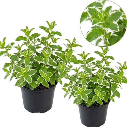 2 Chocolate Mint Plants, 3-Inch Pot, Mint Plants Live, Fast Growing Aromatic Perennial for Modern Landscape and Herb Gardening