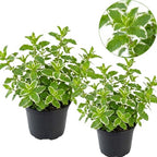 2 Chocolate Mint Plants, 3-Inch Pot, Mint Plants Live, Fast Growing Aromatic Perennial for Modern Landscape and Herb Gardening