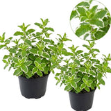 2 Chocolate Mint Plants, 3-Inch Pot, Mint Plants Live, Fast Growing Aromatic Perennial for Modern Landscape and Herb Gardening