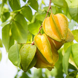 Sweet Starfruit Tree in 3 Gallon Pot, Easy Care Tropical Greenery, Fruit Tree for Home Landscapes (No Ship to CA,HI,AK)