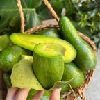 (No Ship to CA,HI,AK) Avocado Trees Live Plants - Russell Avocado | 30–36 Inch Tall Potted Plant | Fruit Tree for Outdoor Growing & Home Gardens