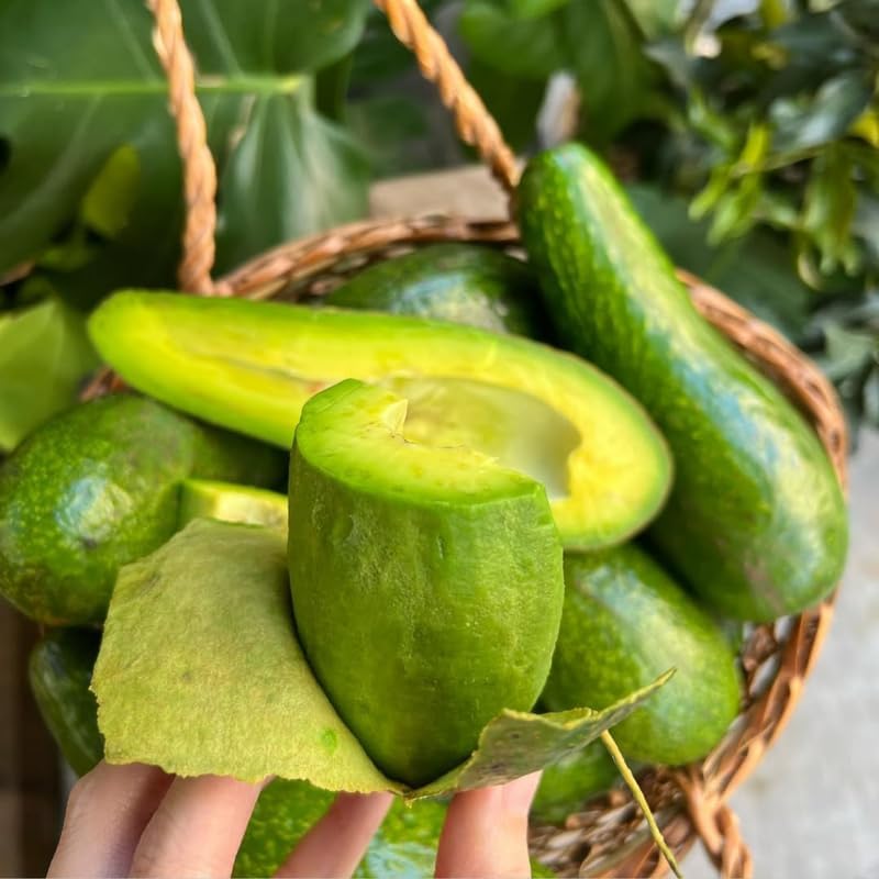 (No Ship to CA,HI,AK) Avocado Trees Live Plants - Russell Avocado | 30–36 Inch Tall Potted Plant | Fruit Tree for Outdoor Growing & Home Gardens