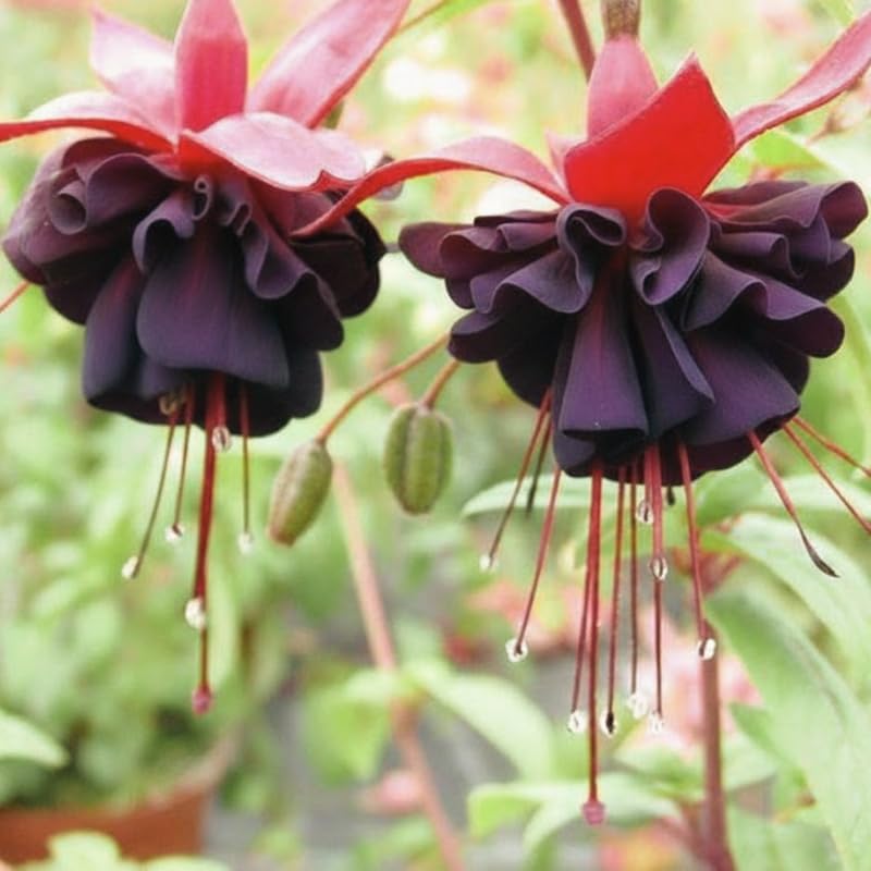 Fuchsia Plants Live, Gold and Red Foliage, 6-12 Inch Tall, Autumnale Variety, Fast Growing Deciduous Flowering Shrub, Well-Rooted Plant