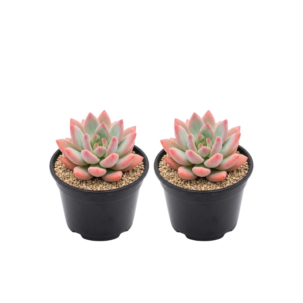 2 Echeveria Chroma Succulent Plants Live, 2 Inch Pot, Rare Live Succulent, Easy Care, Vibrant Color Indoor Houseplant for Home, Office Décor, Small Spaces & Gifts