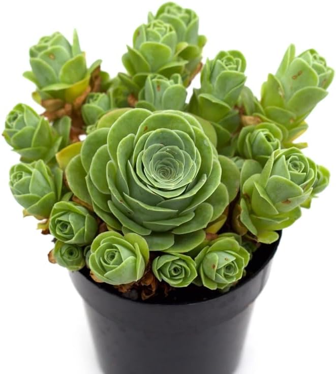 Mountain Rose Succulent (Greenovia Dodrentalis) | 2" Potted Live Plant | Low Maintenance Desk Plant for Modern Interiors