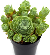 Mountain Rose Succulent (Greenovia Dodrentalis) | 2" Potted Live Plant | Low Maintenance Desk Plant for Modern Interiors