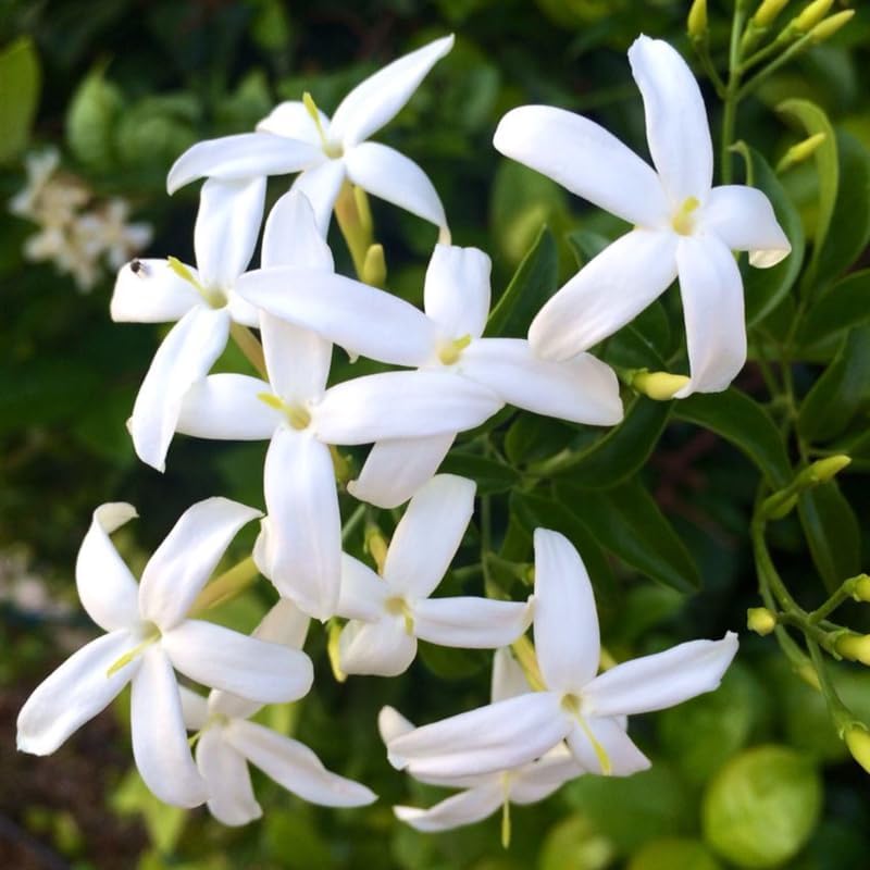 Confederate Star Jasmine Plant Live in 4 Inch Pot | Fast-Growing Fragrant Jasmin Plant for Indoor | Easy Care Flowering Plant for Home, Patio & Trellis