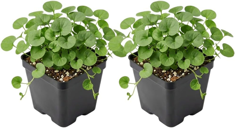 2 Dichondra Plants, Green Falls Dichondra in 4" Pot, Low Maintenance Trailing Vine for Outdoor Spaces, Easy to Care Décor