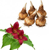 5 Red Trillium Bulbs for Planting, Wood Lily (Trillium Erectum), Easy to Grow Perennial Flower Bulbs for Shade Gardens