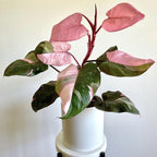 Philodendron Pink Princess Plants | Pink Princess Plant Live Houseplant in Self-Watering 4” Inch Pot | Easy-Care Indoor Plant for Shelves, Desks & Modern Spaces